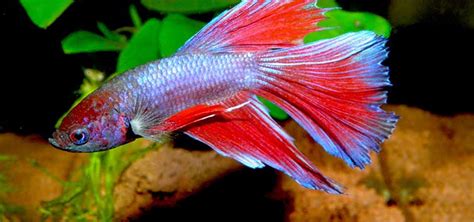 Top 10 Betta Fish Plants to Enhance Your Freshwater Aquarium.